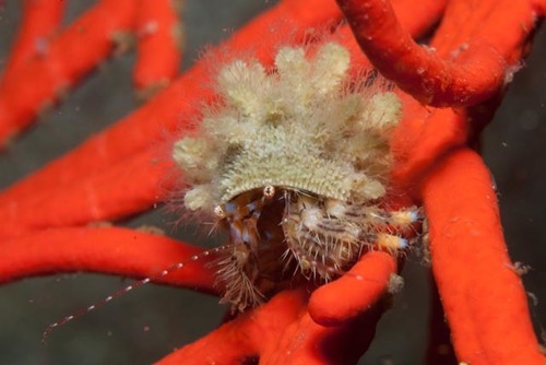 Hydrocorella africana