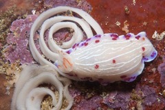 Hypselodoris capensis