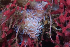 Phyllodesmium horridum