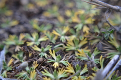 Azorella trifurcata