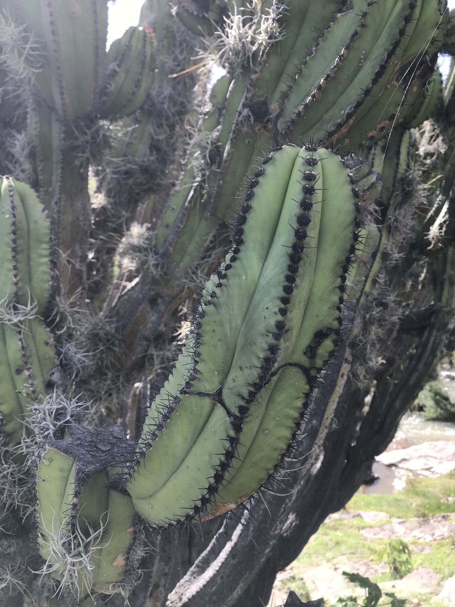 Myrtillocactus schenckii | Botanico Hub