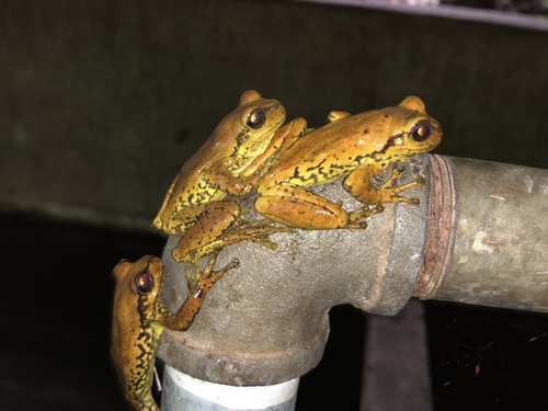 Northern Streamside Tree Frog