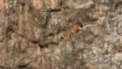 Apocephalus coquilletti