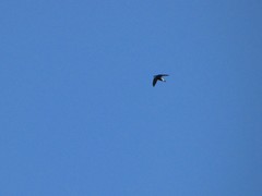 Hirundapus caudacutus