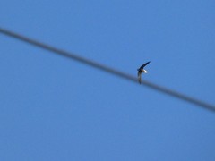 Hirundapus caudacutus