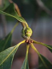 Callirhytis glandulus