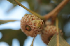 Callirhytis glandulus