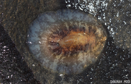 Scutus unguis