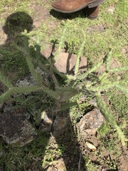 Opuntia pumila