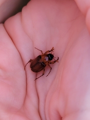 Cyclocephala borealis