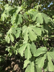 Cnidoscolus multilobus