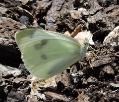 Pieris rapae