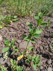 Polygonum achoreum