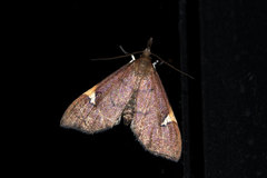 Deuterophysa asychanalis