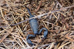 Euscorpius flavicaudis