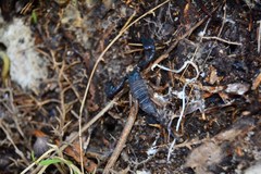 Euscorpius flavicaudis