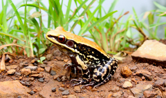 Hydrophylax bahuvistara