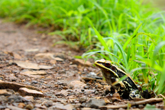 Hydrophylax bahuvistara