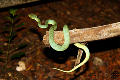 Craspedocephalus gramineus