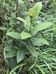 Callicarpa formosana