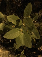 Callicarpa formosana