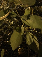 Callicarpa formosana