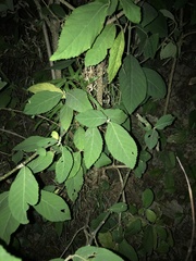 Callicarpa formosana