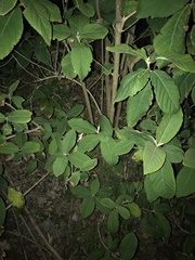 Callicarpa formosana