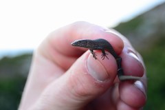 Algyroides fitzingeri