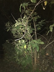 Callicarpa formosana