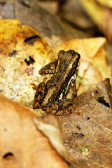 Pedostibes tuberculosus