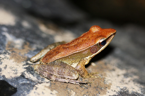 Hylarana indica