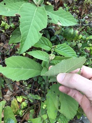 Callicarpa formosana