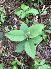 Callicarpa formosana