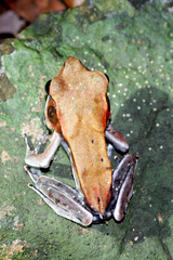 Clinotarsus curtipes