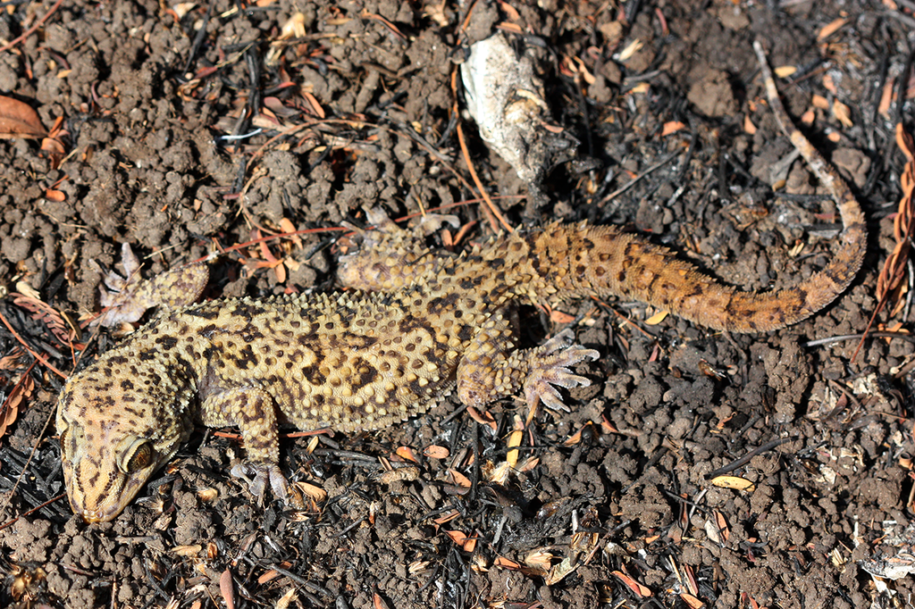 Spotted Leaf-toed Gecko (Hemidactylus maculatus)