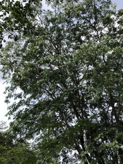 Gonopterodendron arboreum