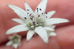 Alepidea peduncularis