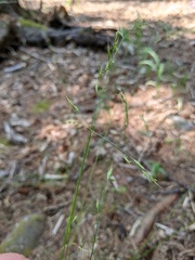 Festuca occidentalis
