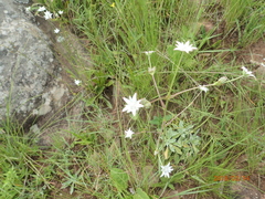 Alepidea peduncularis
