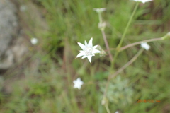 Alepidea peduncularis