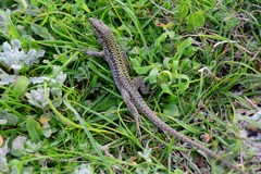 Podarcis siculus siculus