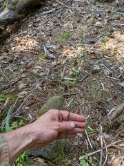 Festuca occidentalis