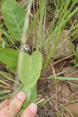Alepidea peduncularis