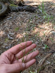 Festuca occidentalis