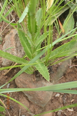 Alepidea peduncularis
