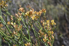 Gymnophyton