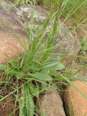 Alepidea peduncularis