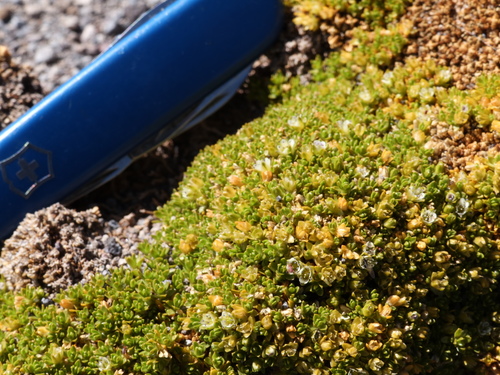 Arenaria bryoides (Arenaria bryoides)