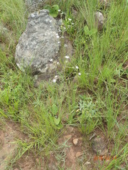 Alepidea peduncularis